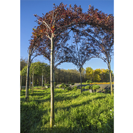 Черемуха виргинская Шуберт (Prunus virginiana 'Shubert')