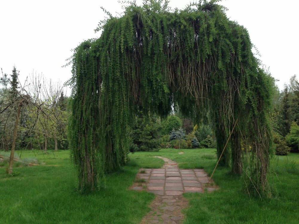 Лиственница европейская (Larix decidua)