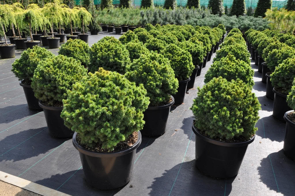 Ель канадская Альберта Глоб (Picea glauca 'Alberta Globe')