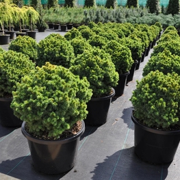 Ель канадская Альберта Глоб (Picea glauca 'Alberta Globe')