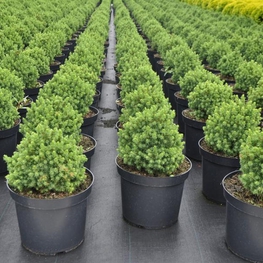 Ель канадская Альберта Глоб (Picea glauca 'Alberta Globe')