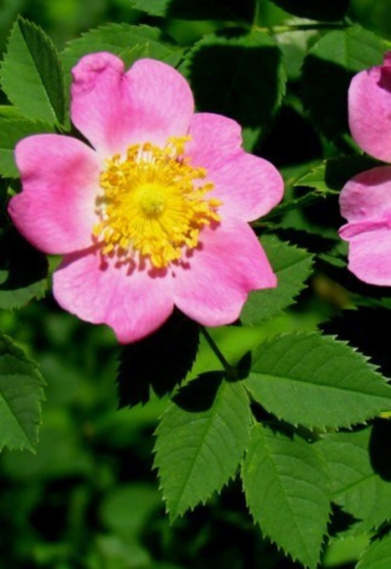 Роза каролинская Каролина (Rosa carolina 'Carolina')