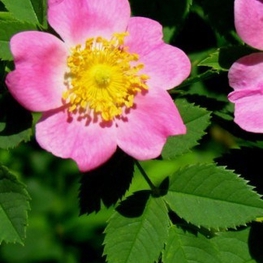 Роза каролинская Каролина (Rosa carolina 'Carolina')