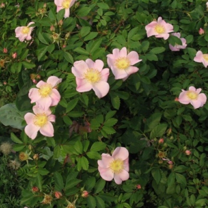 Роза виргинская Виргиниана (Rosa virginiana 'Virginiana')