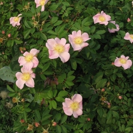 Роза виргинская Виргиниана (Rosa virginiana 'Virginiana')