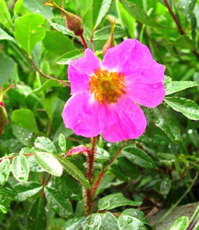 Роза блестящая Нитида (Rosa nitida 'Nitida')
