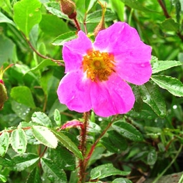 Роза блестящая Нитида (Rosa nitida 'Nitida')