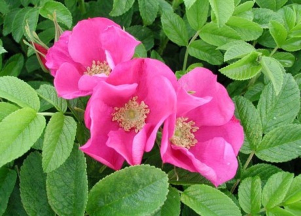 Роза морщинистая Рубра (Rosa rugosa 'Rubra')
