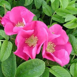 Роза морщинистая Рубра (Rosa rugosa 'Rubra')