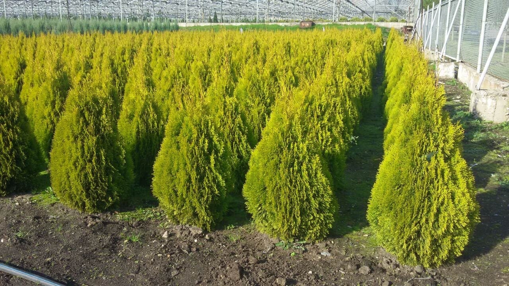 Туя западная Голден Смарагд (Thuja occidentalis 'Golden Smaragd')