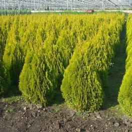 Туя западная Голден Смарагд (Thuja occidentalis 'Golden Smaragd')