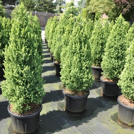 Ель канадская Рэйнбоуз Энд (Picea glauca 'Rainbow\'s End')