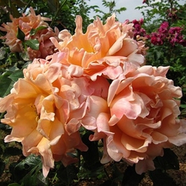 Роза флорибунда Раффлс Дрим (Rosa 'Raffles Dream')