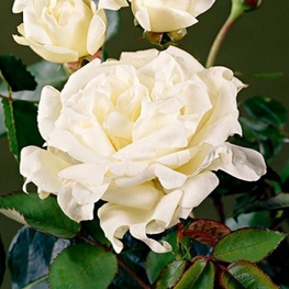 Роза флорибунда Раффлс Квин (Rosa 'Raffles Queen')