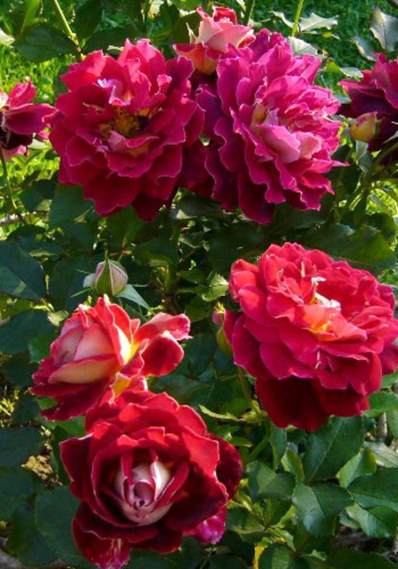 Роза флорибунда Романтик Раффлс (Rosa 'Romantic Raffles')
