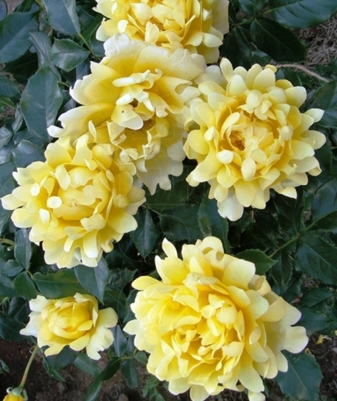Роза флорибунда Сплендид Раффлс (Rosa 'Splendid Raffles')