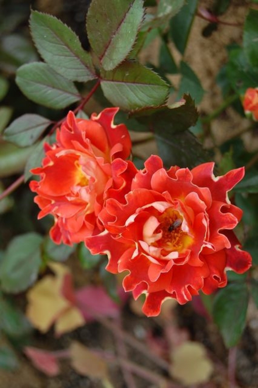 Роза флорибунда Шоколад Раффлс (Rosa 'Chocolate Raffles')