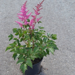 Астильба "Astilbe"