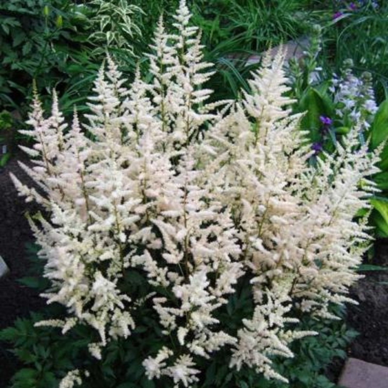Астильба Арендса Бумальда (Astilbe x arendsii 'Bumalda')