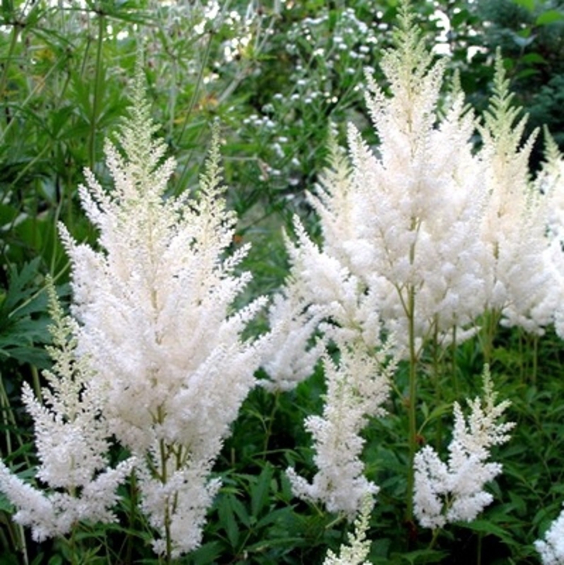Астильба Арендса Диамант (Astilbe x arendsii 'Diamant')