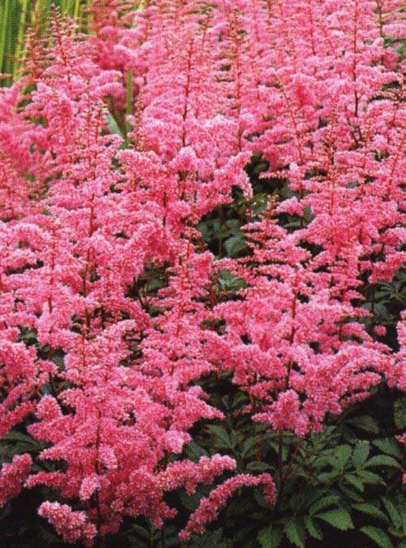 Астильба Арендса Каттлея (Astilbe x arendsii 'Cattleya')