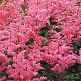 Астильба Арендса Каттлея (Astilbe x arendsii 'Cattleya')