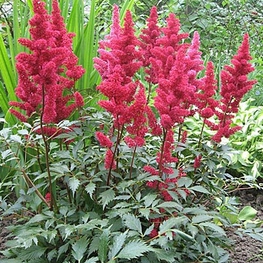 Астильба Арендса Фанал (Astilbe x arendsii 'Fanal')
