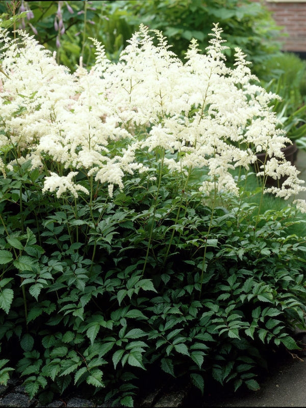 Астильба Арендса Браутшлейер (Astilbe x arendsii 'Brautschleier')