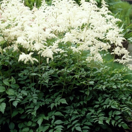 Астильба Арендса Браутшлейер (Astilbe x arendsii 'Brautschleier')