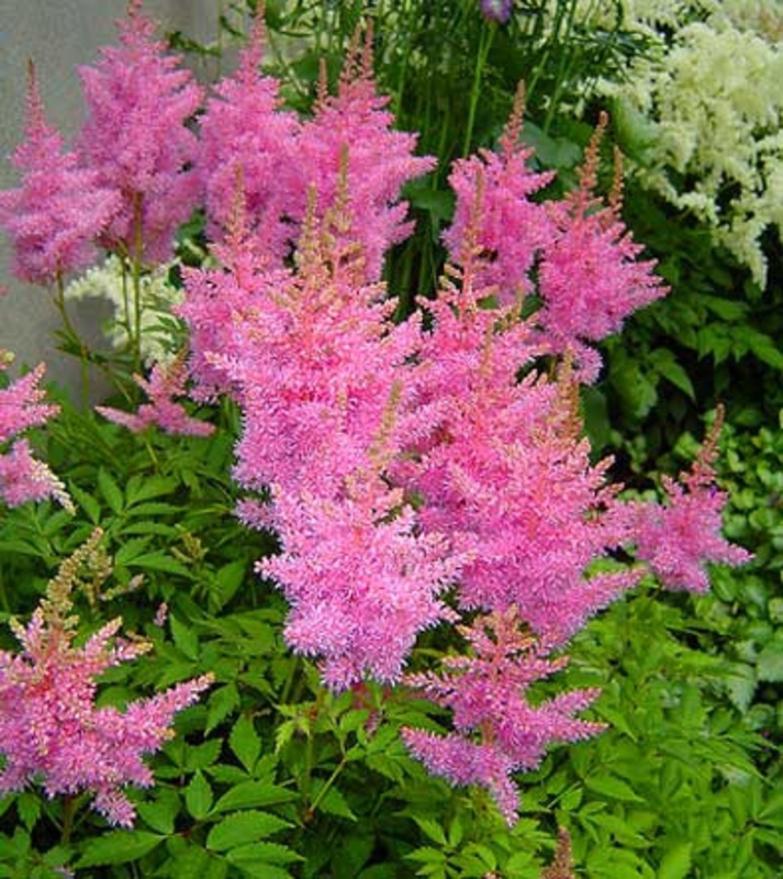 Астильба Арендса Глория Пурпуреа (Astilbe x arendsii 'Gloria Purpurea')