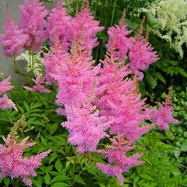 Астильба Арендса Глория Пурпуреа (Astilbe x arendsii 'Gloria Purpurea')