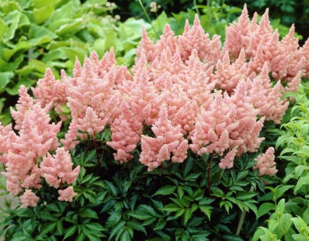 Астильба Арендса Систер Тереза (Astilbe x arendsii 'Sister Theresa')