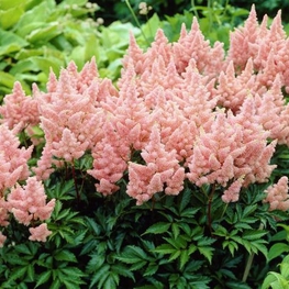 Астильба Арендса Систер Тереза (Astilbe x arendsii 'Sister Theresa')