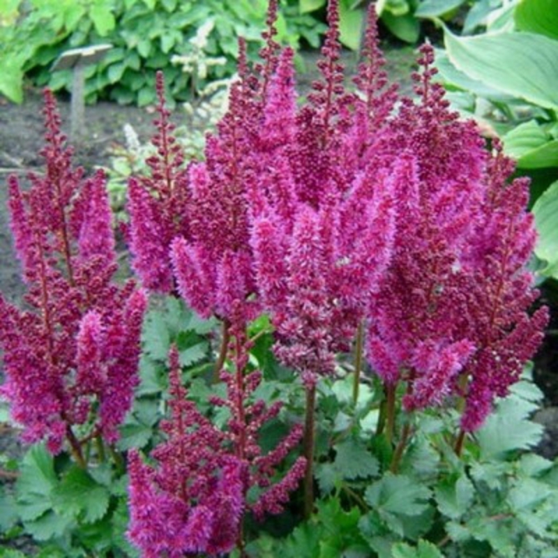 Астильба китайская Пёрпл Рейн (Astilbe chinensis 'Purple Rain')