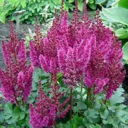 Астильба китайская Пёрпл Рейн (Astilbe chinensis 'Purple Rain')