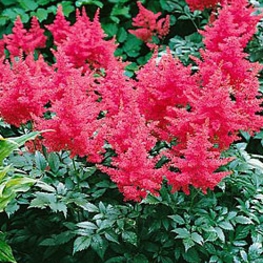Астильба японская Бонн (Astilbe japonica 'Bonn')