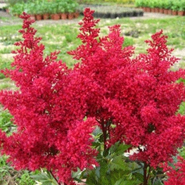 Астильба японская Ред Сентинел (Astilbe japonica 'Red Sentinel')