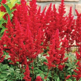 Астильба Арендса Бургунди Ред (Astilbe x arendsii 'Burgundy Red')