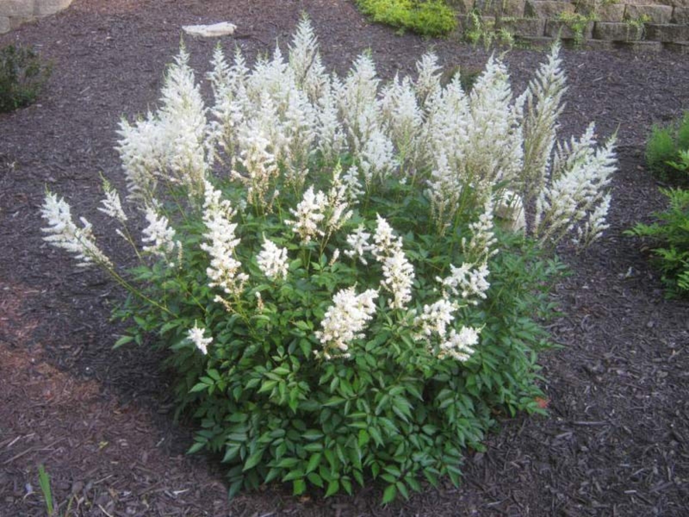 Астильба Арендса Сноудрифт (Astilbe x arendsii 'Snowdrift')
