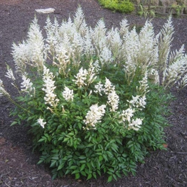 Астильба Арендса Сноудрифт (Astilbe x arendsii 'Snowdrift')