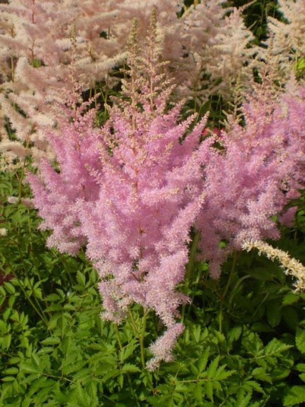 Астильба Арендса Гиацинт (Astilbe x arendsii 'Hyazinth')