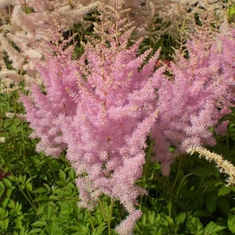 Астильба Арендса Гиацинт (Astilbe x arendsii 'Hyazinth')
