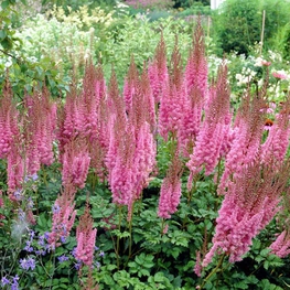 Астильба китайская Суперба (Astilbe chinensis 'Superba')