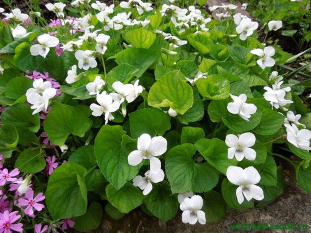 Фиалка мотыльковая (Viola sororia)