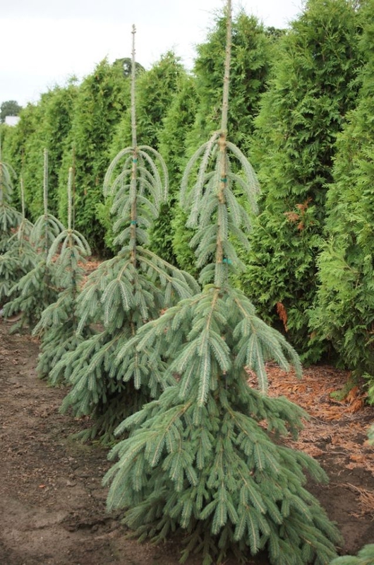 Ель канадская Пендула (Picea glauca 'Pendula')