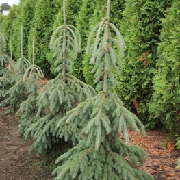 Ель канадская Пендула (Picea glauca 'Pendula')