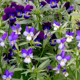Фиалка рогатая "Viola cornuta"