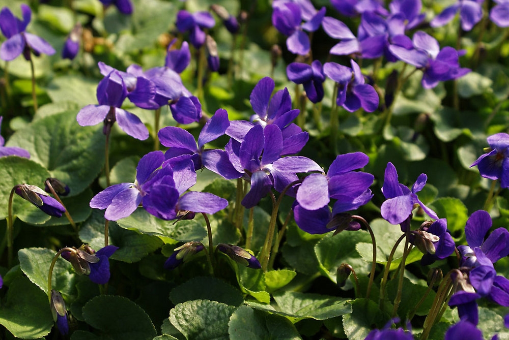 Фиалка душистая Кёнигин Шарлотт (Viola odorata 'Konigin Charlotte')