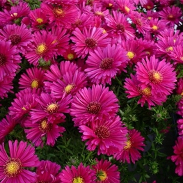Астра кустарниковая Дженни (Aster dumosus 'Jenny')