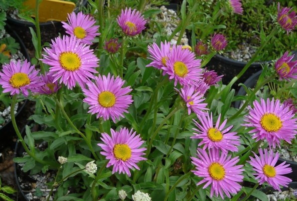 Астра альпийская Хэппи Энд (Aster alpinus 'Happy End')